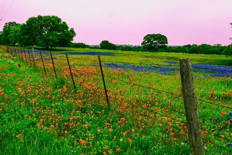 Texas Renaissance Festival 2026 convention cover photo
